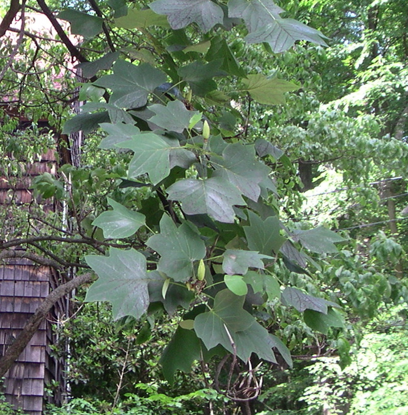 closeup of tulip tree