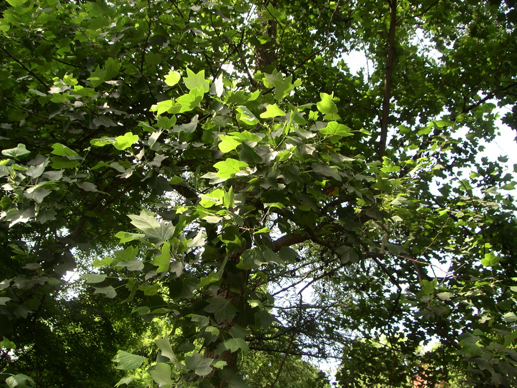 whole tulip tree