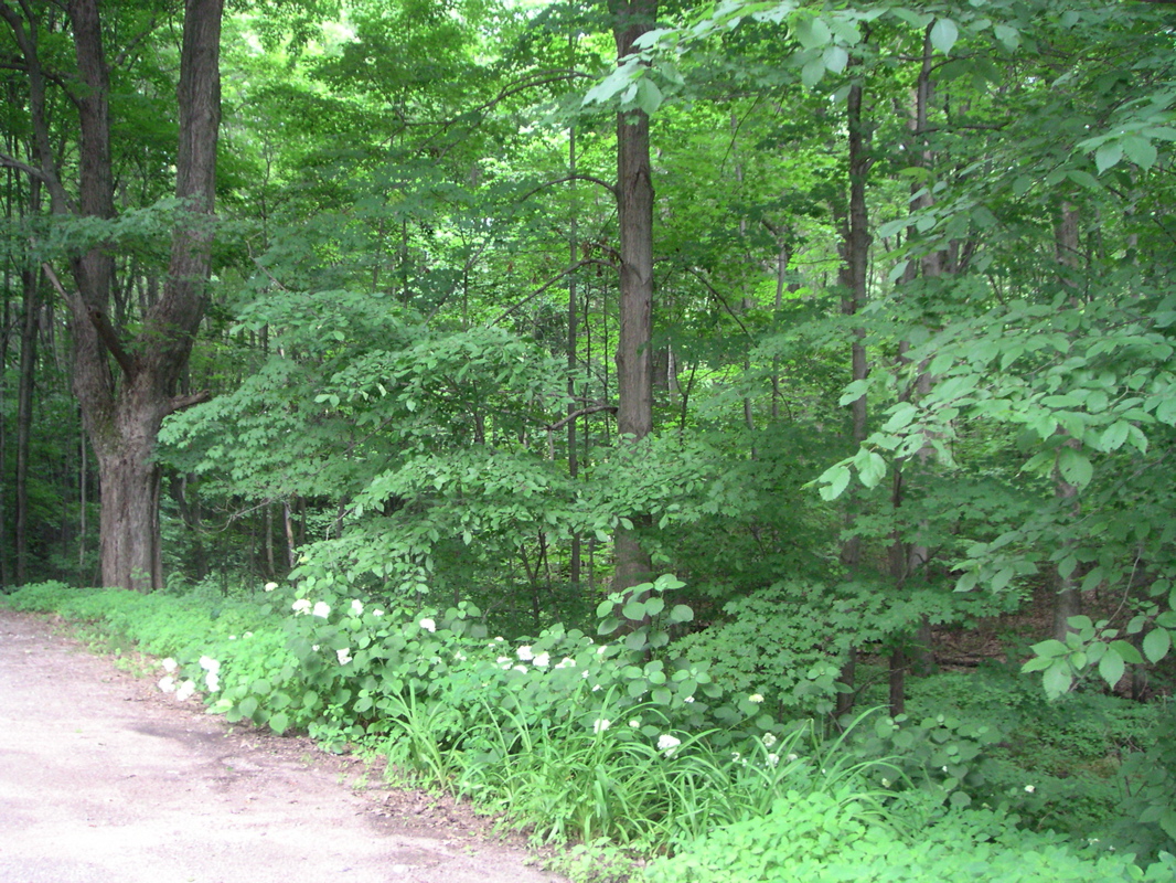 ...and more right, to see white-flowering bushes