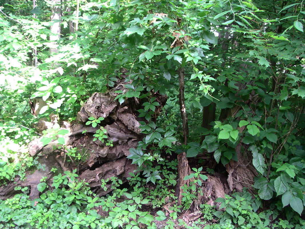 the remains of two large trees,