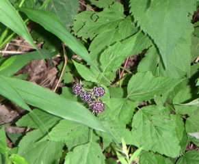 Look! Some are ripe! (yum.)