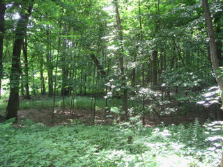 This is a view along the tunnel path, to the railroad. It's just on the other side of those trees.