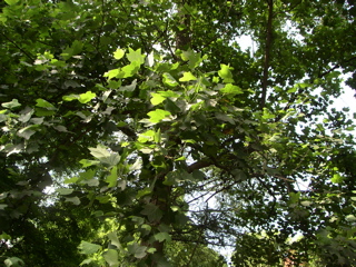 whole tulip tree