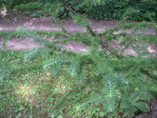 closeup of larch (deciduous conifer)