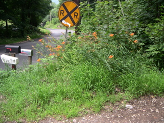 Tiger lilies near the mailbox (seen from driveway)