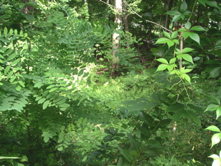 As we go along the drive, we see a glade of ferns,