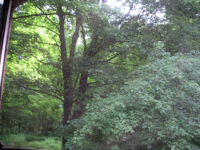 View through one pane of loft window